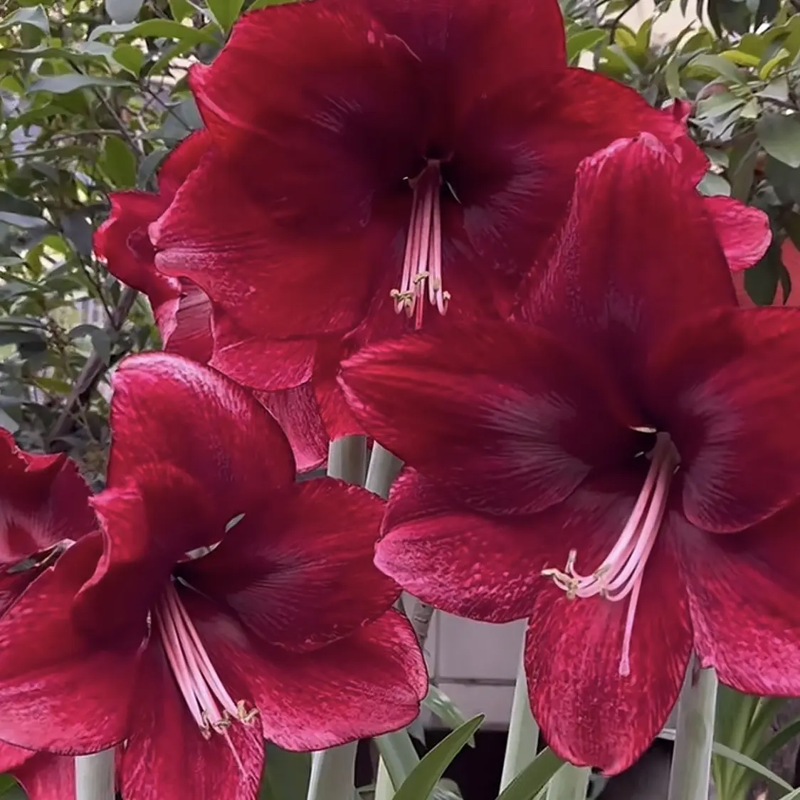 达芙妮单瓣大花品种，是单瓣花中的极品