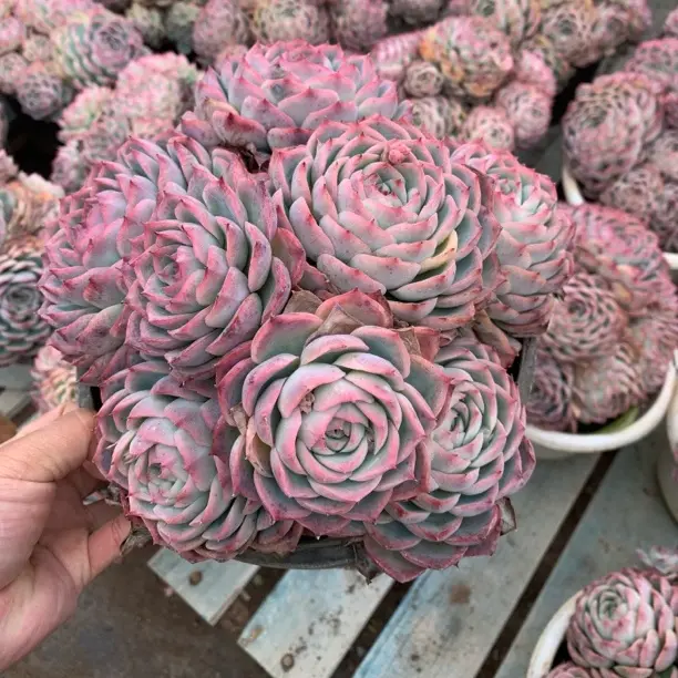 250盆侧影手捧花多肉植物，新手好养，云南基地直发