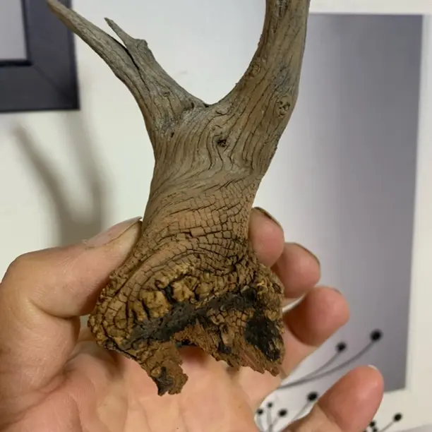 风化铁栎木摆件创意个性有奶香的太行崖柏根雕