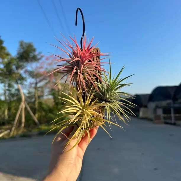 空气凤梨红黄绿三颗带挂板组合无需土培水培适合室内室外微景观