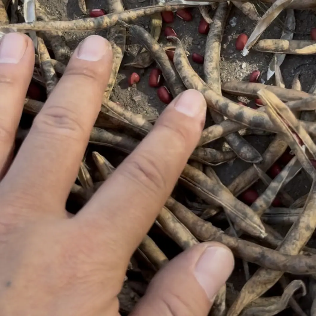 东北农家红小豆五谷杂粮煮粥煮饭打豆浆营养粗粮