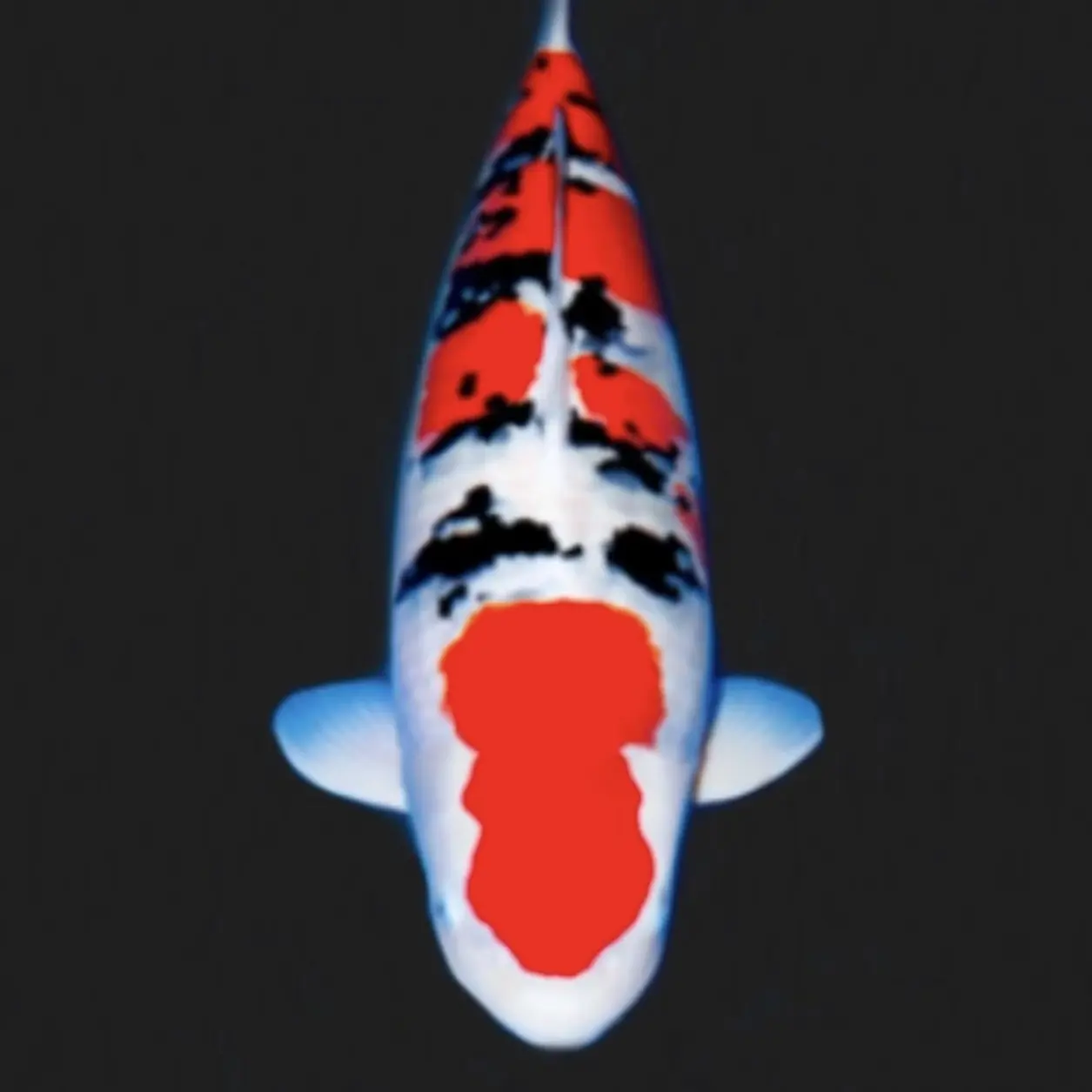 血统锦鲤红白大正三色锦鲤活体冷水观赏鱼好养耐活渔场发货