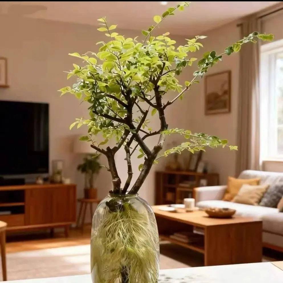 水培小叶女贞鲜切枝室内外好养绿植摆件，四季长青长好养活