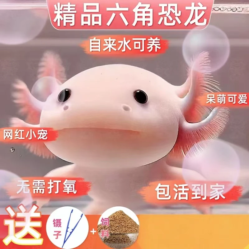 六角小龙鱼宠物鱼冷水鱼淡水鱼观赏鱼网红鱼好养易活鱼饲料