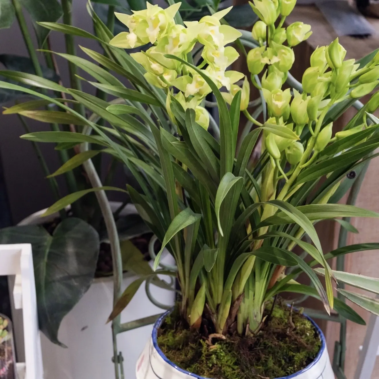 汀兰阁（绿精灵）大花蕙兰绿色花系稀有名品原盆原土基地直