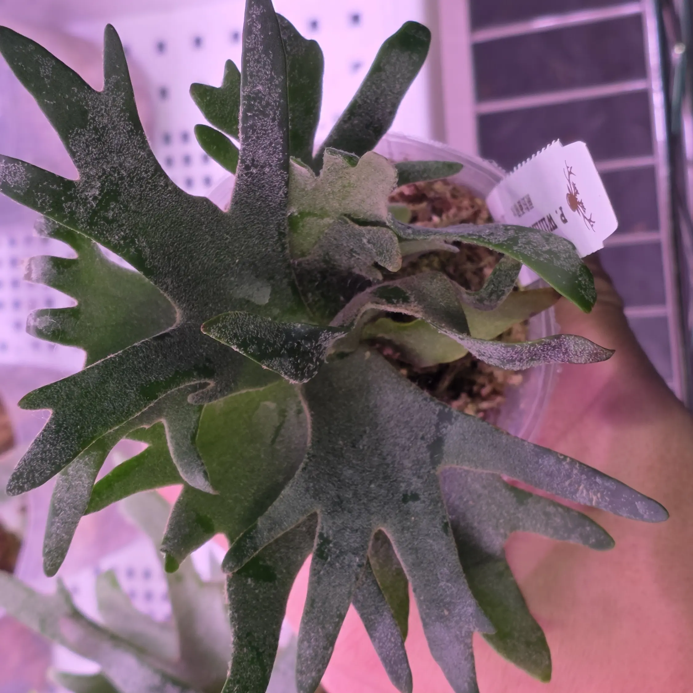 OMG 鹿角蕨 p.willinckii omg sporeling 湾湾孢子苗 大苗