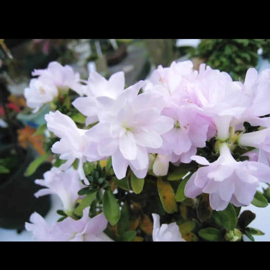 直播间一物一拍，