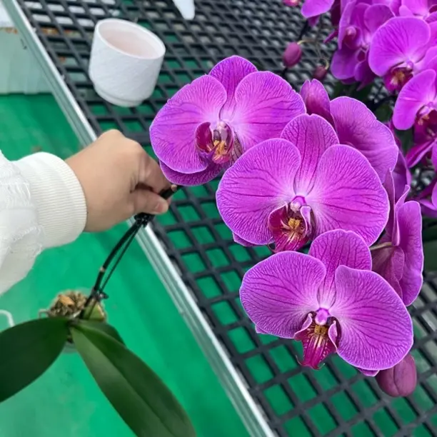 蝴蝶兰《鸿运当头》紫红色喜庆适合桌面摆放的绿植花卉盆栽