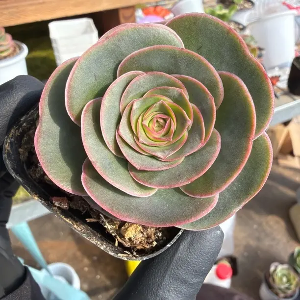 224耶罗山地玫瑰多肉植物盆栽好养防辐射适合办公室阳台