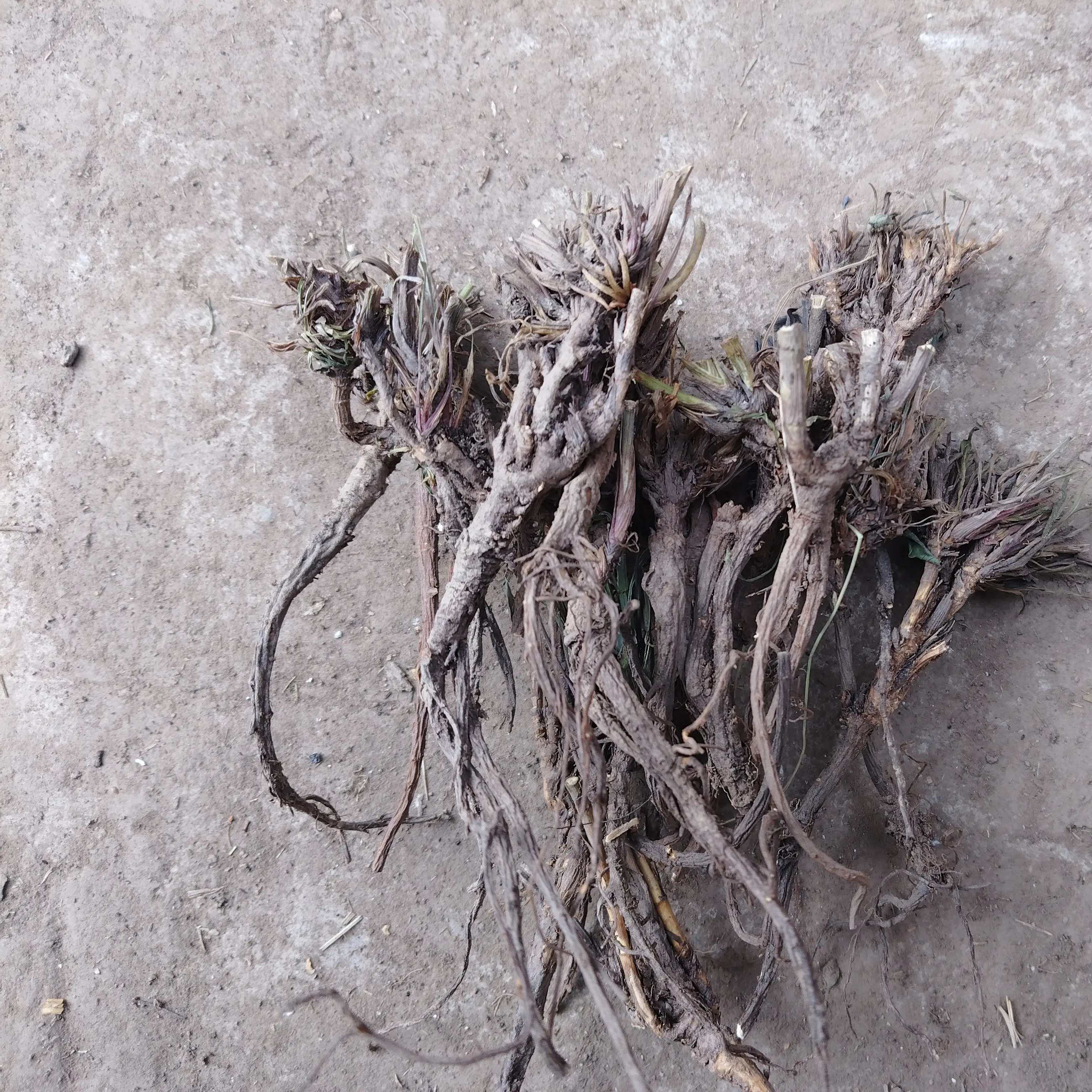 野柴胡新鲜现采现挖带土高原自然晒干无熏硫包邮新货