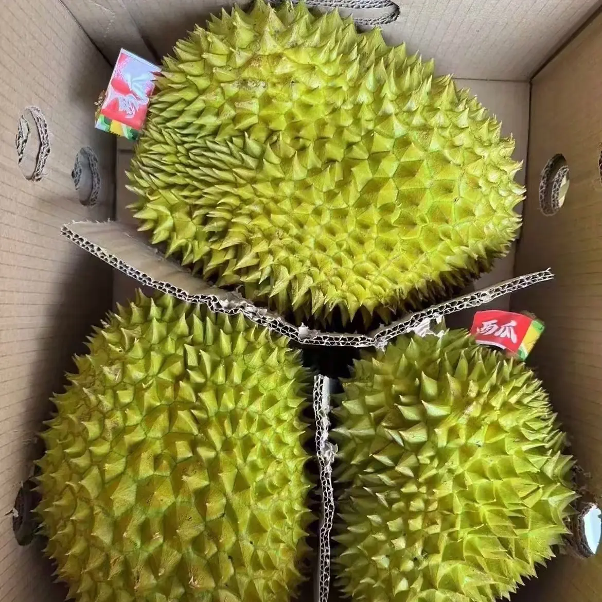 干尧带壳核大新鲜水果当季树熟顺丰包邮