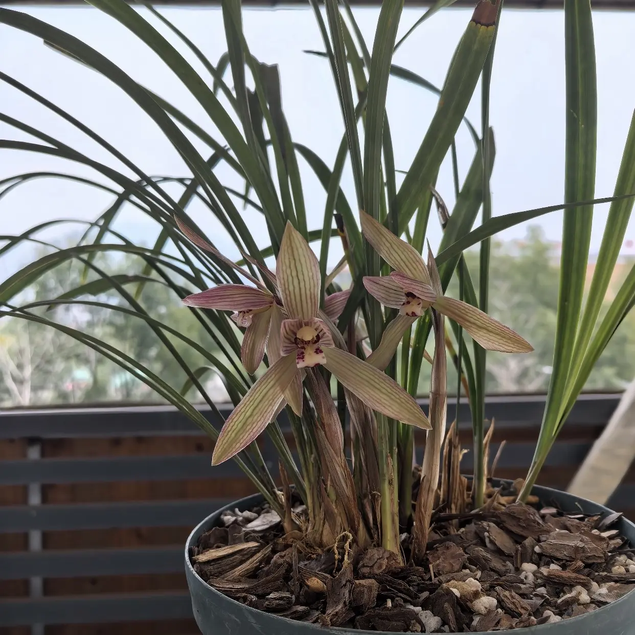 兰花盆栽莲瓣兰兰草室内可作素材