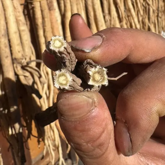 甘肃原产地党参干货中小条无硫熏可用于泡水煲汤炖鸡食材