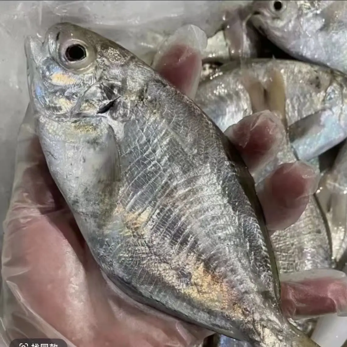 惠来神泉渔港新鲜海南昌鱼肉质细嫩帮杀抽真空顺丰发货