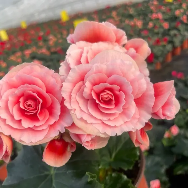 【公主】重瓣丽格海棠盆栽带花四季开花室内阳台好养花卉