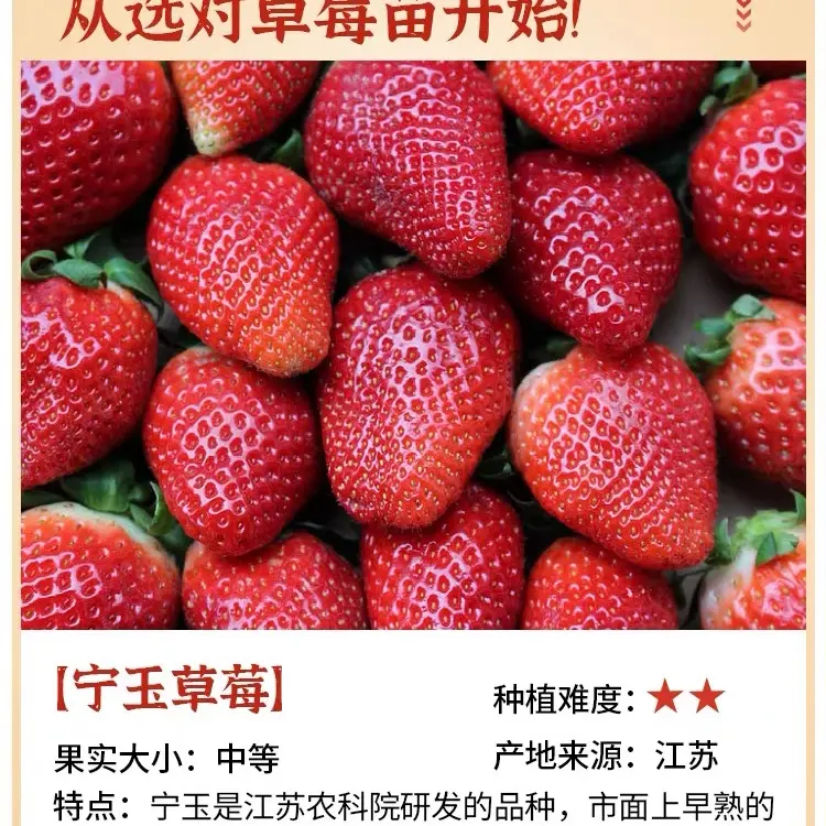 宁玉市场早熟的一款 香甜大果苗新手易种阳台盆栽 5盆