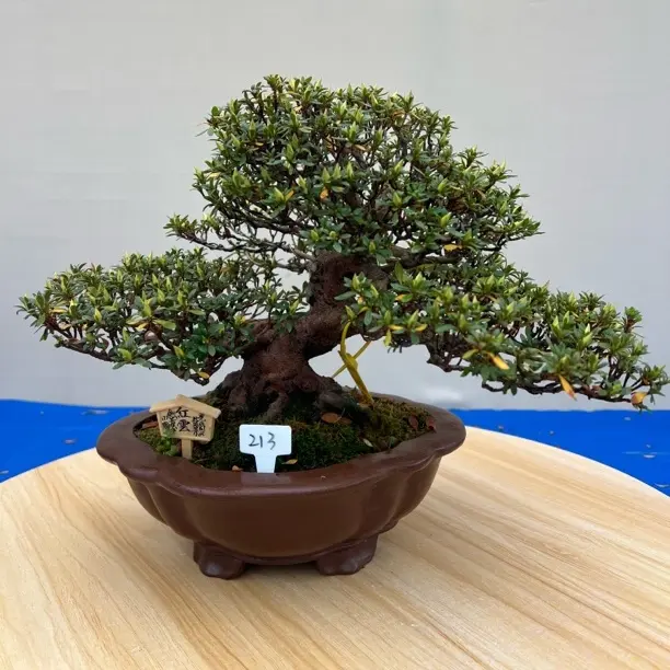 日本进口皋月杜鹃红云