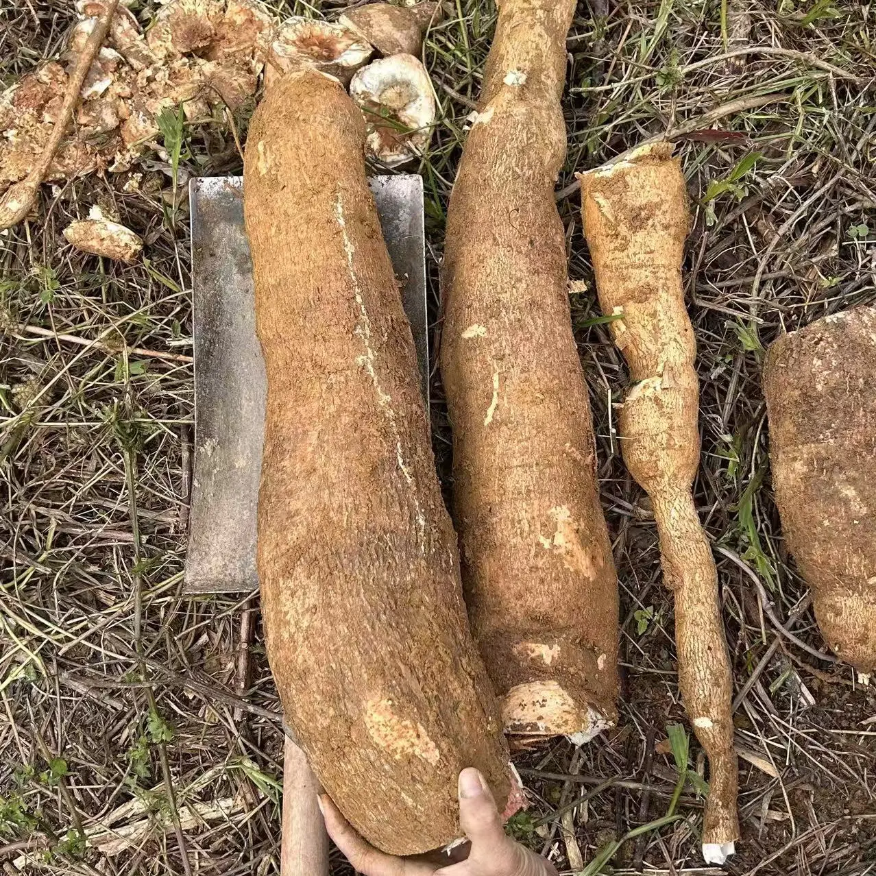 广西新鲜现挖黄心木薯粉糯香甜可做糖水木薯羹