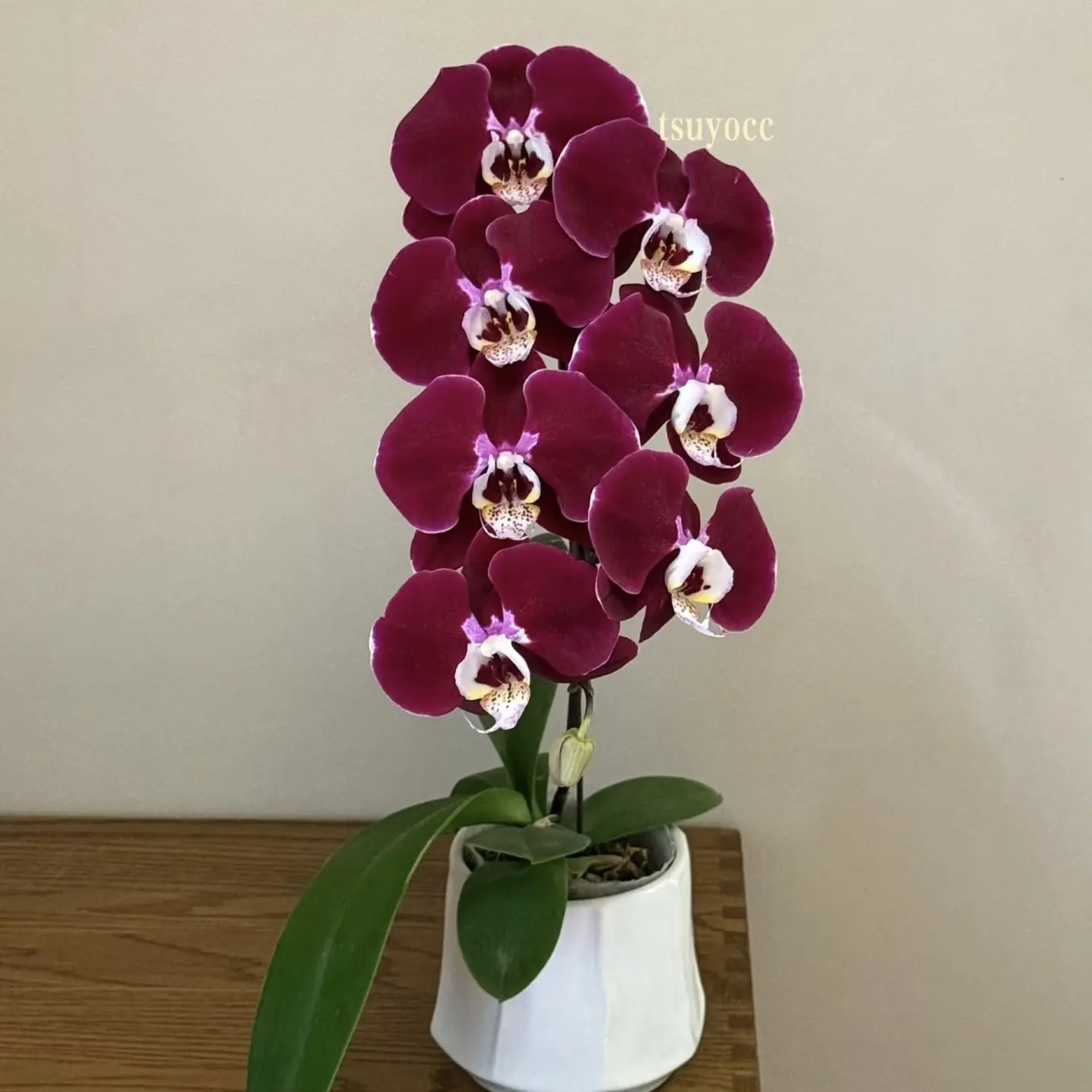 植得【3.5寸幻影】蝴蝶兰带花带花苞（掉一个花苞，介意勿拍）