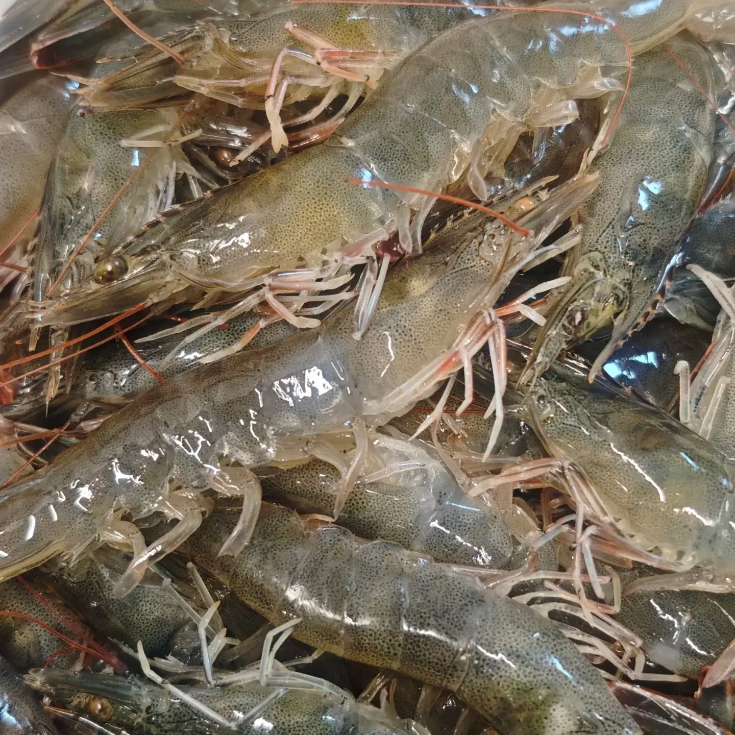 品质盐田大虾国产特大海鲜