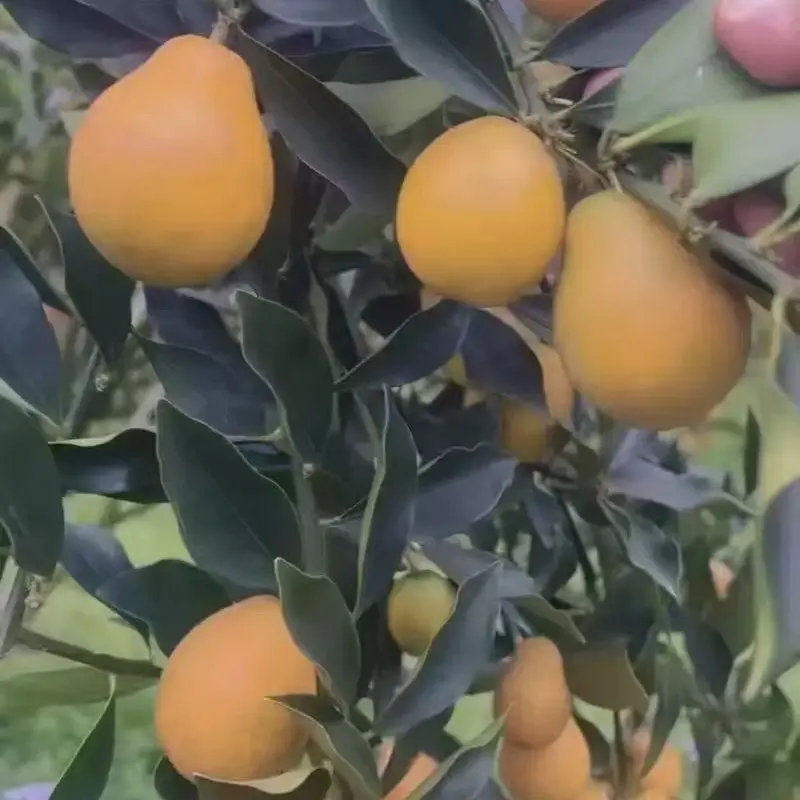 金黄色椭圆脆皮金柑橘水果酸甜可口营养丰富