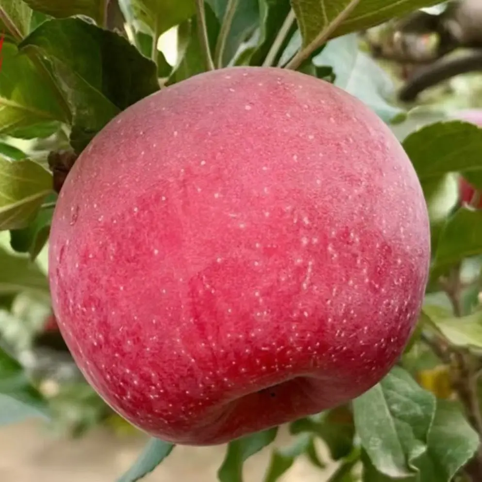 新疆阿克苏冰糖心红富士苹果新鲜应季脆甜多汁农场直发