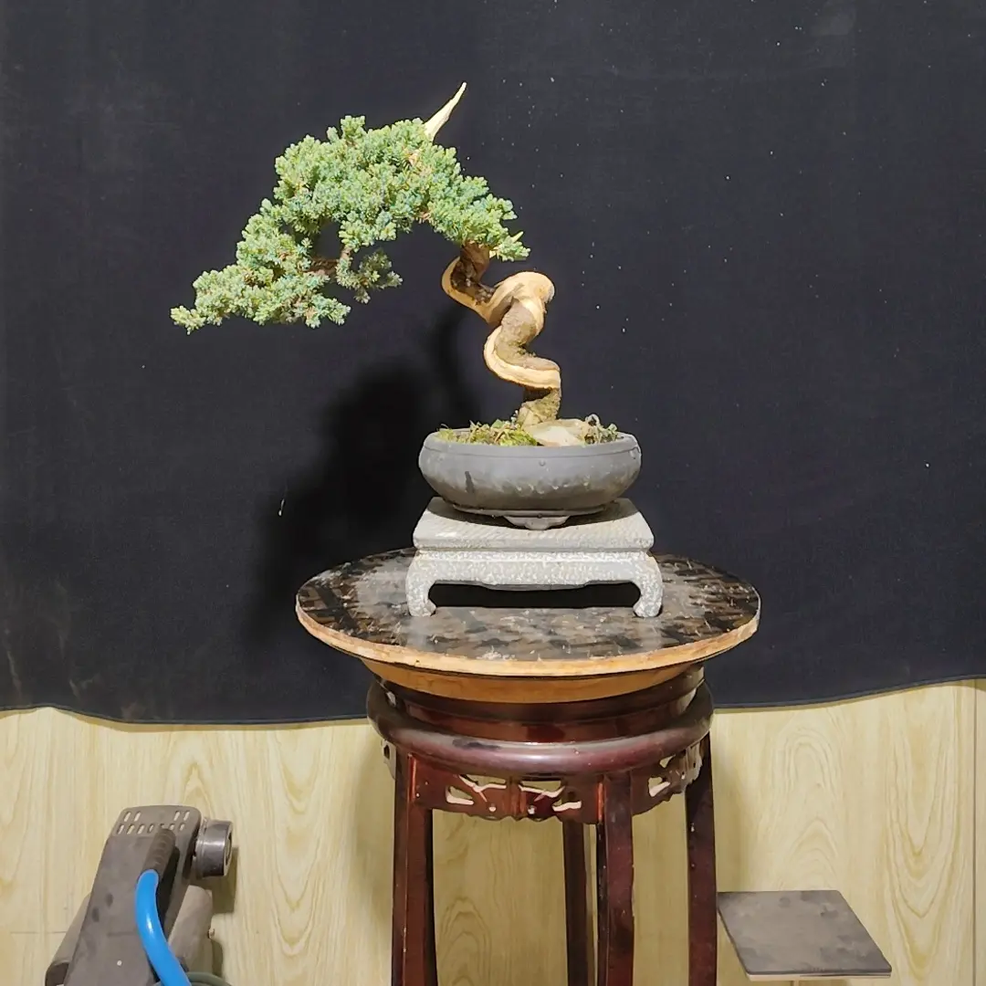 嫁接新西兰珍珠柏盆景(偏远地区不包邮)