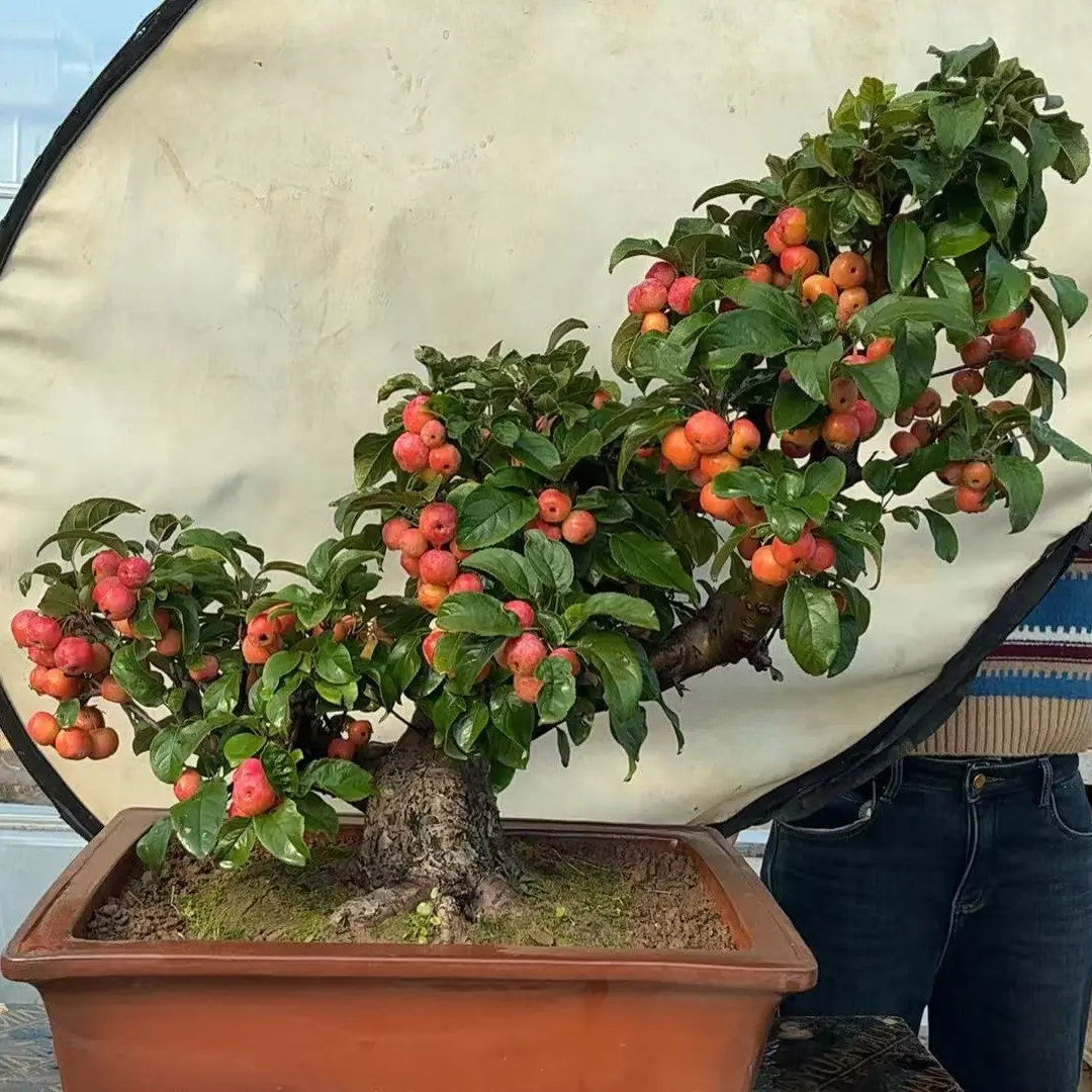 海棠花老桩盆景四季开花耐寒花卉南北方好养活海棠树盆栽绿植