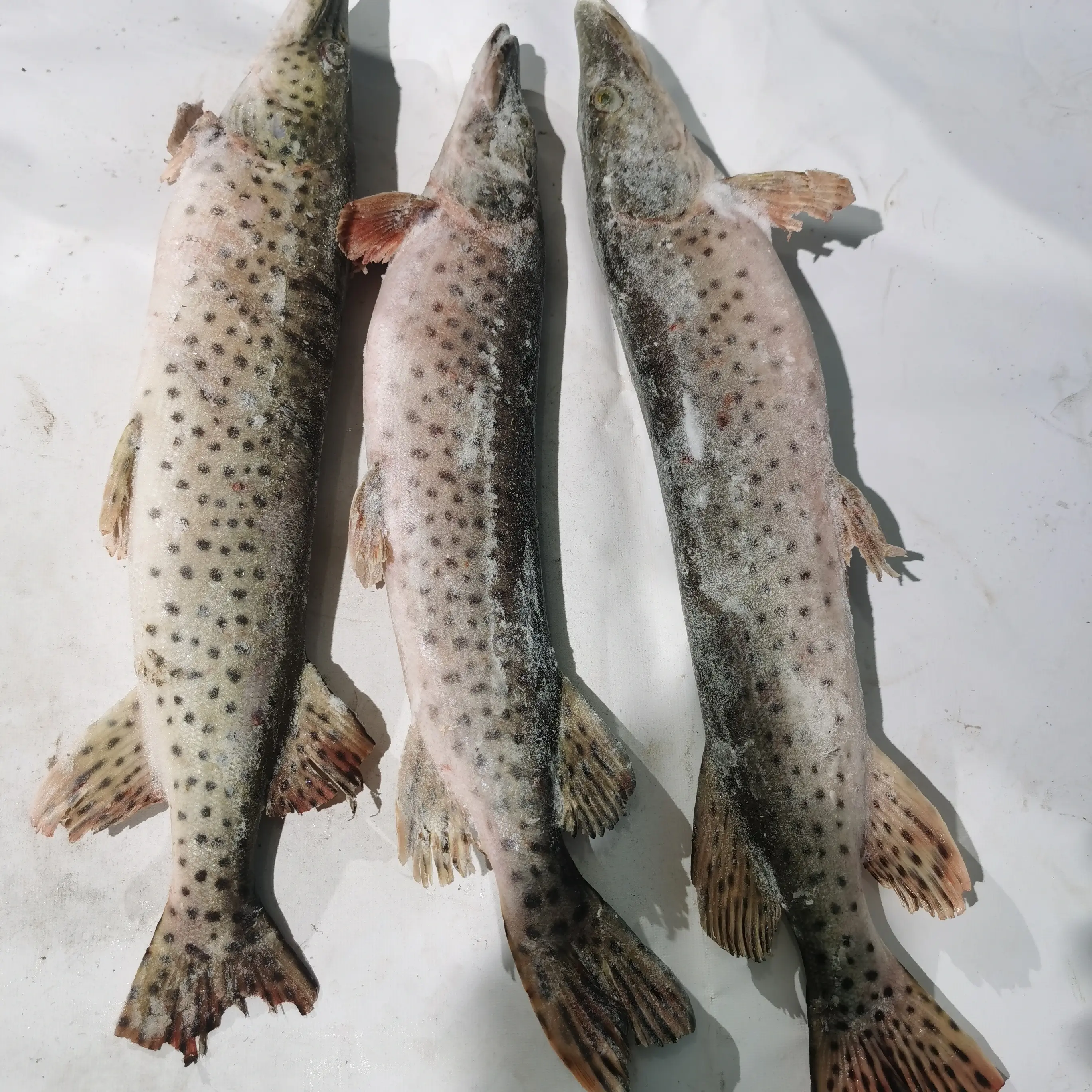 黑龙江抚远新鲜速冻野生冷水狗鱼顺丰包邮