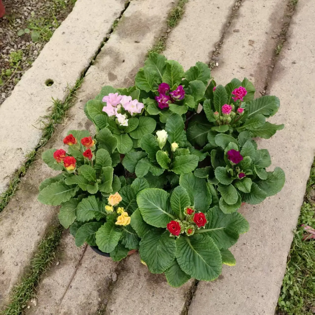 带香味的玫瑰报春花带花苞耐寒好养适合阳台室内庭院花卉八盆八色