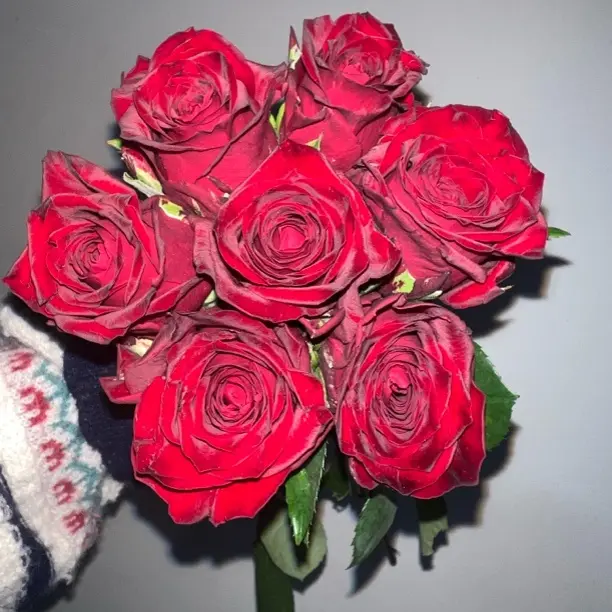 新品新测黑红玫瑰高级丝绒切花四季开光耐热耐害抗病好