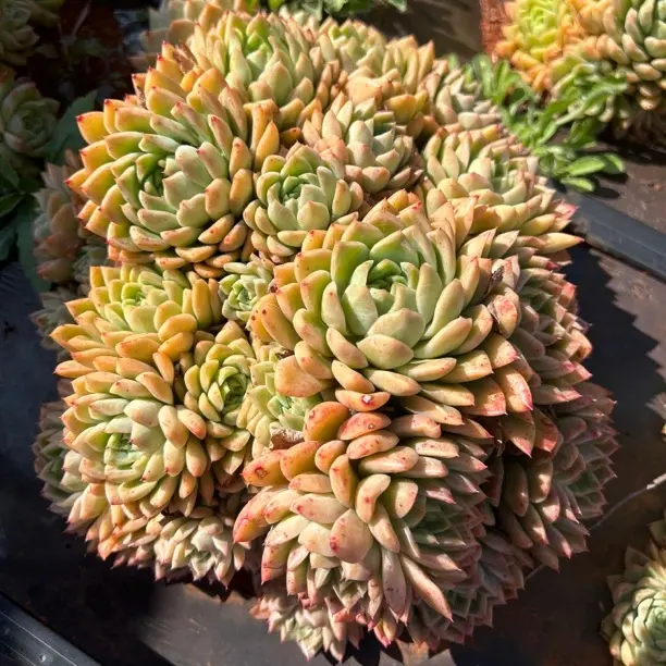 老桩多肉植物美观净化空气新手好养室内外可养