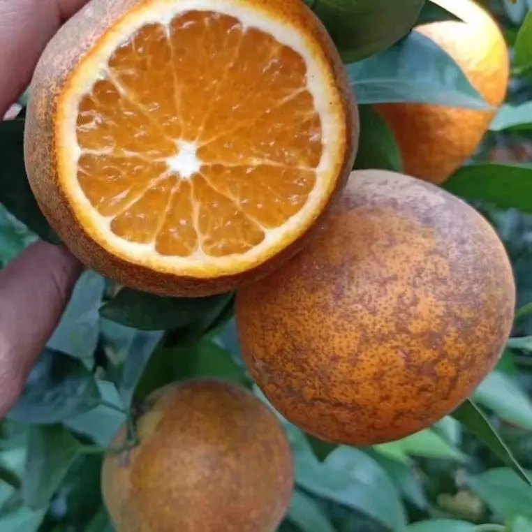 正宗广西乌柑沃柑新鲜现摘应季水果皮薄肉嫩香甜多汁孕妇桔子