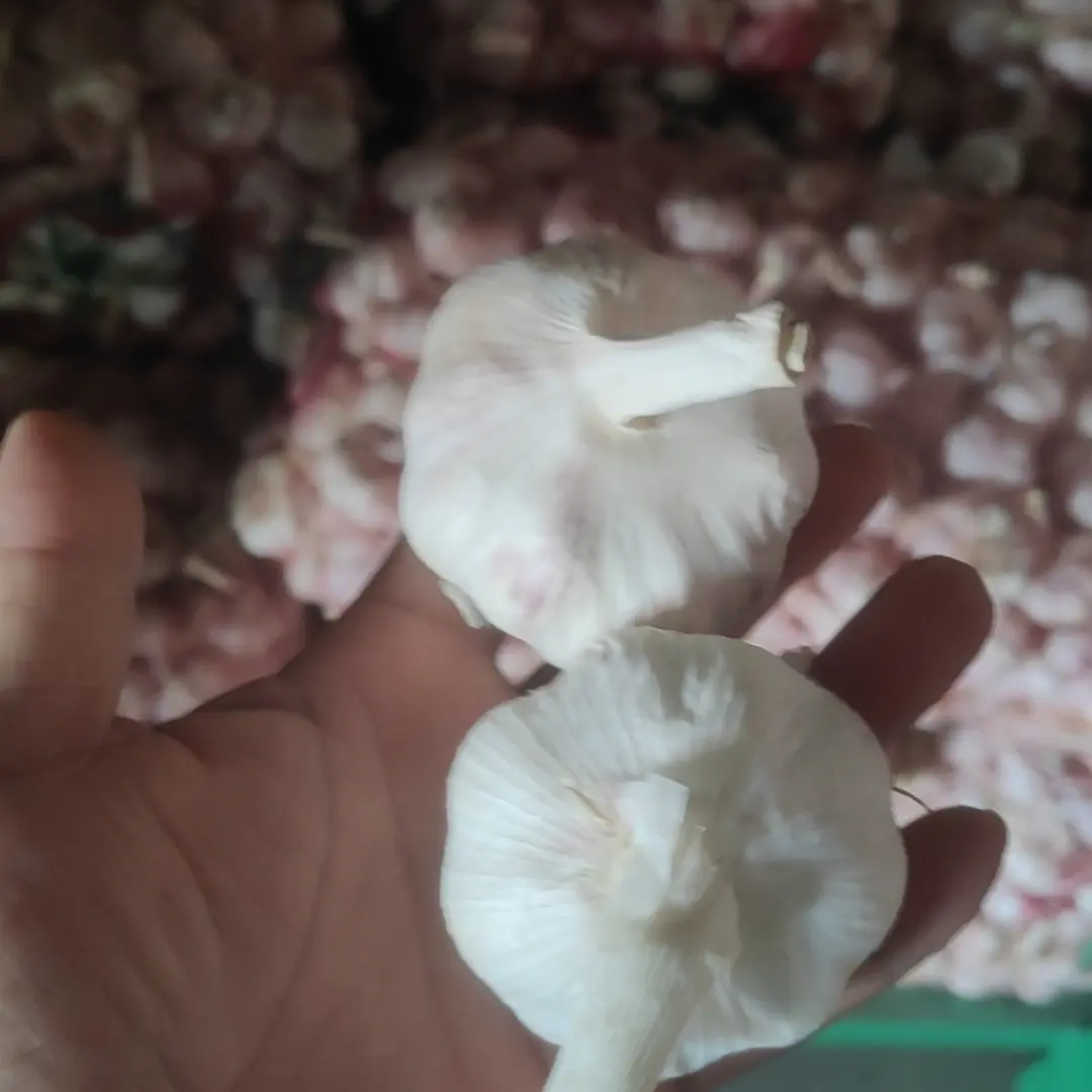 新晒紫白皮干蒜大个头辛辣提香厨房炒菜必备