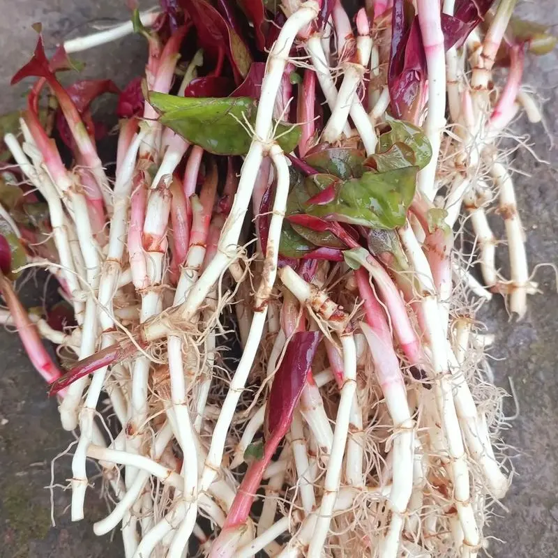 贵州新鲜带叶折耳根嫩芽当季特色蔬菜鱼腥草