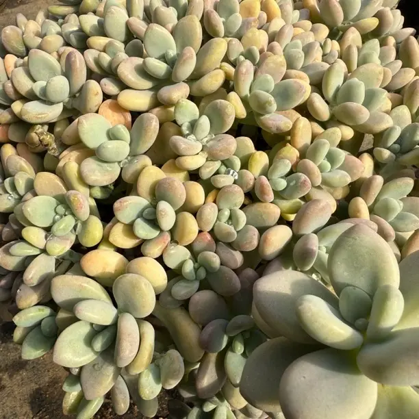 洛神多肉植物带香味室内外好养易活盆栽