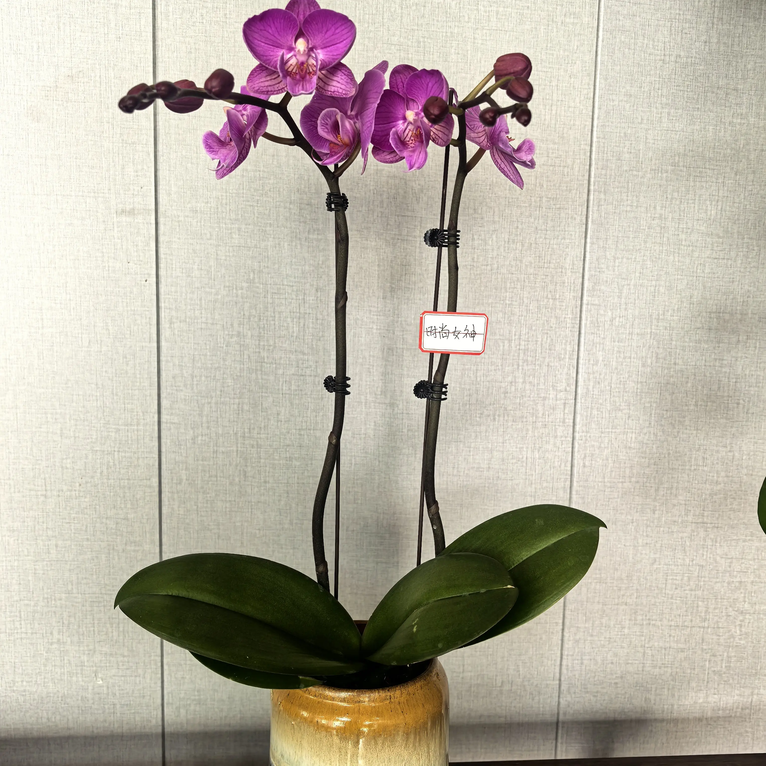 蝴蝶兰[时尚女神]带花苞发货适合室内阳台办公室观赏(不含盆)