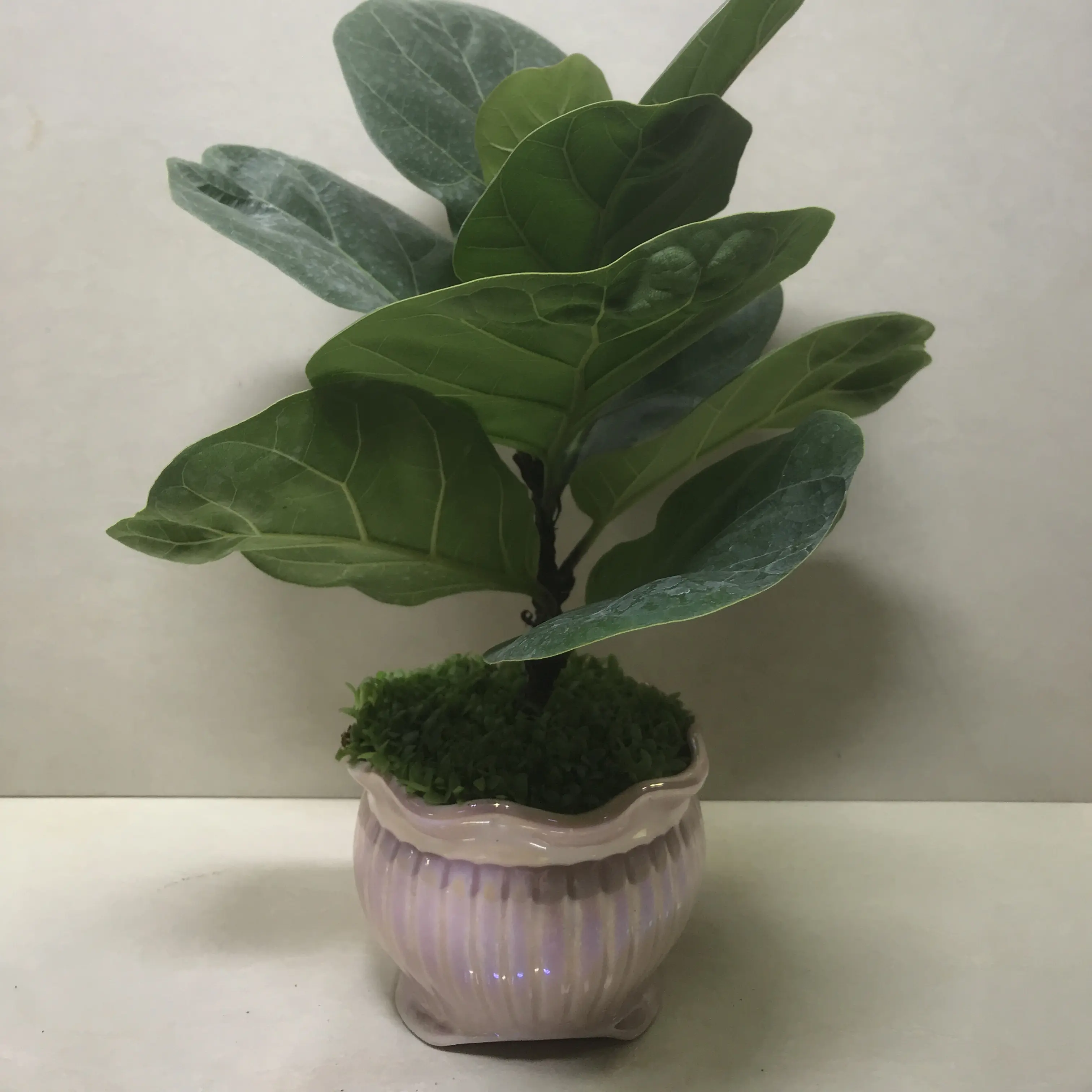 琴叶榕绿植盆栽室内净化空气好养活大叶植物盆景