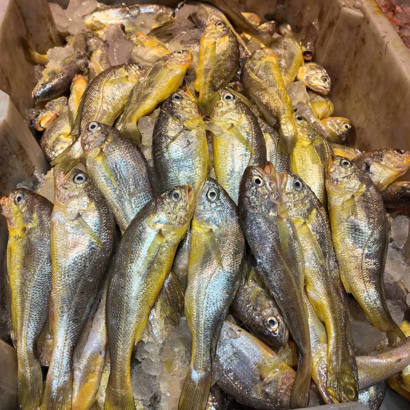 大连当地野生黄花鱼（残花）介意勿拍顺丰包邮