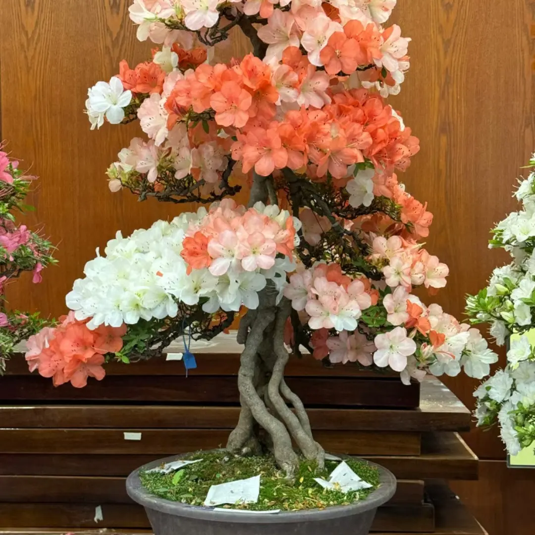 无花朵皋月杜鹃盆景