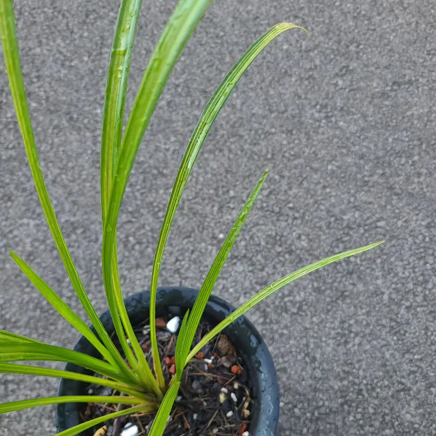 秋芝新种先明转色丝稿艺。实物更漂亮喜欢新种的来。实物更漂亮