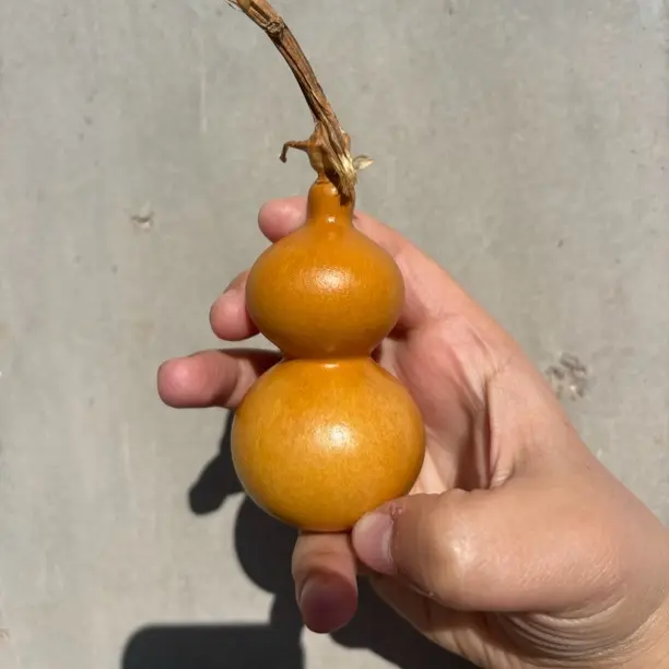 文玩葫芦，直播专用，请勿随意下单