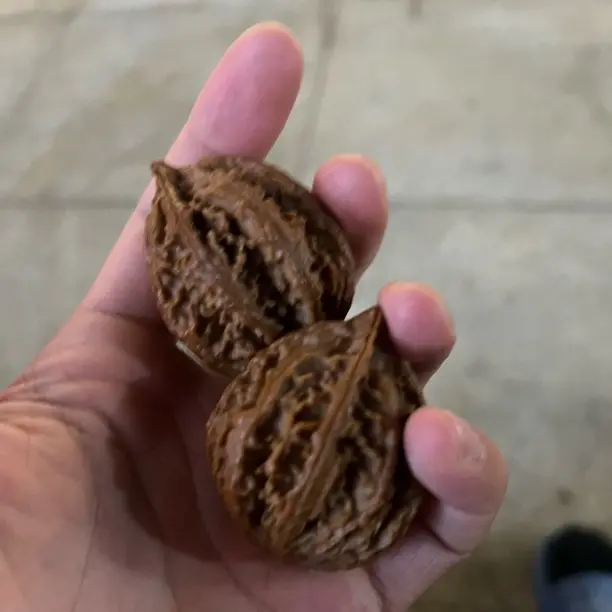 东北野生楸子核桃直播链接