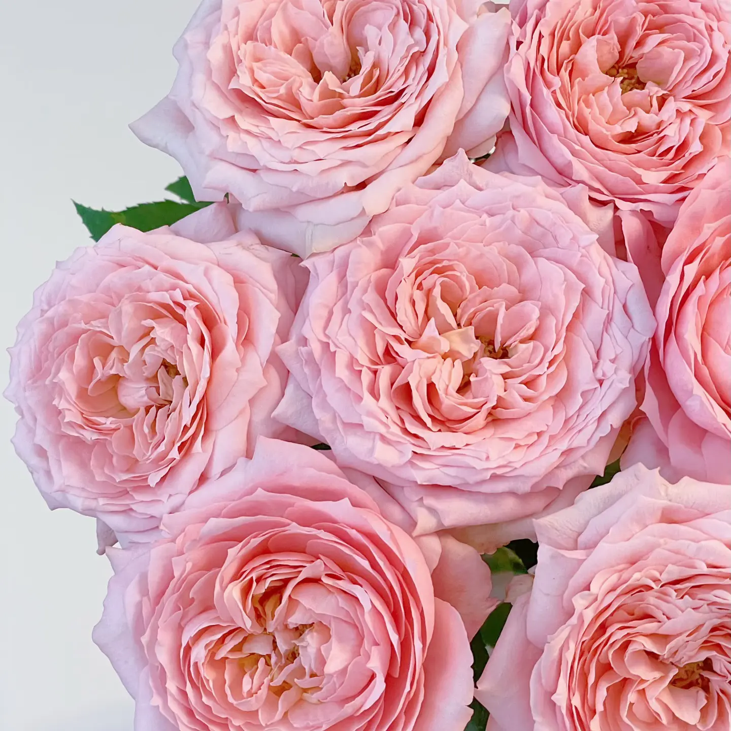 【半岛甄选】朱丽叶塔 单头玫瑰 稀有品种好养好开云南昆明斗南直发