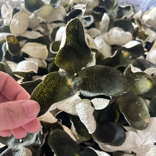 2025年新会茶枝柑10月大青皮  清新果香