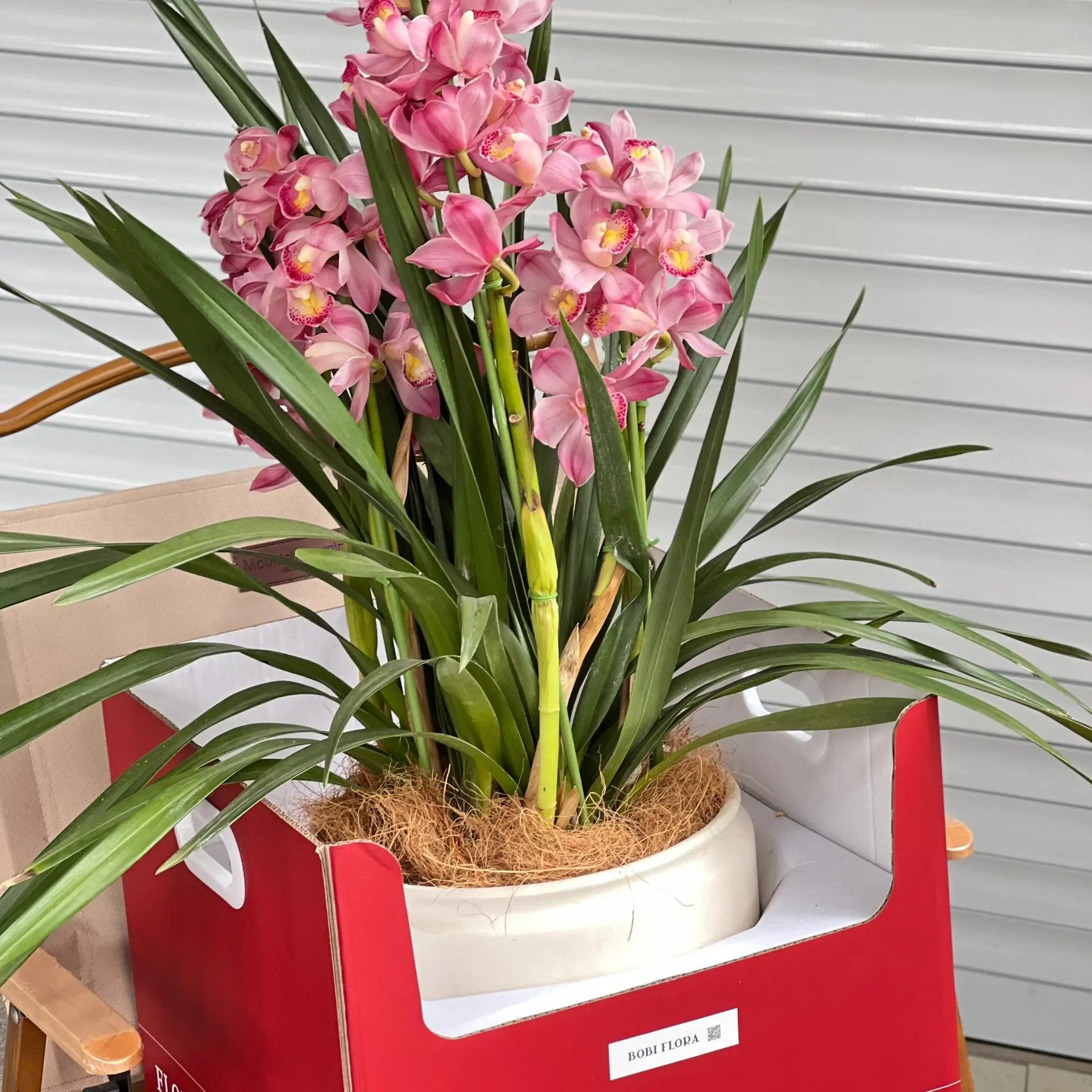 大花蕙兰唇美人多支花剑