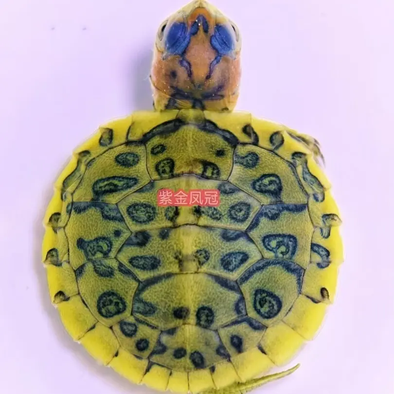 变异龟活体深水龟观赏乌龟【直播间挑选】