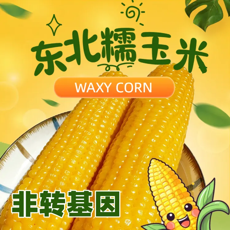 【25年头茬糯玉米】东北黄糯玉米软糯香甜6斤12根大棒