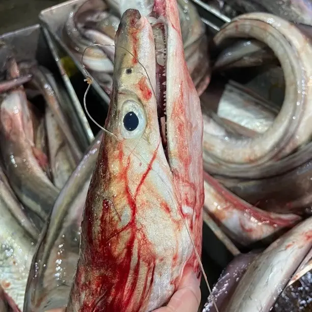 汕尾本港野生白鳗，肉质鲜美顺丰冷链包邮