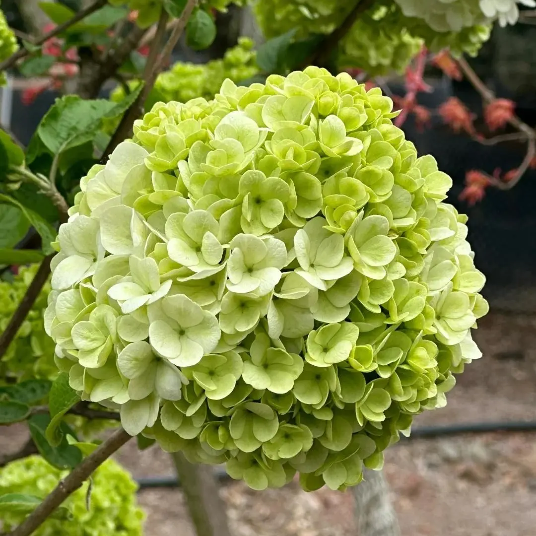 绣球花苗无尽夏重瓣老桩盆栽四季开花耐寒庭院阳台绿植好养活